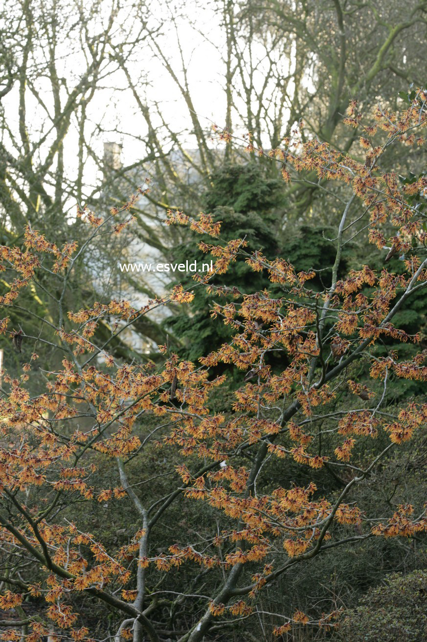 Hamamelis intermedia 'Jelena'