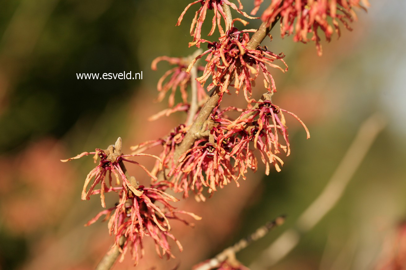 Hamamelis intermedia 'Feuerzauber'