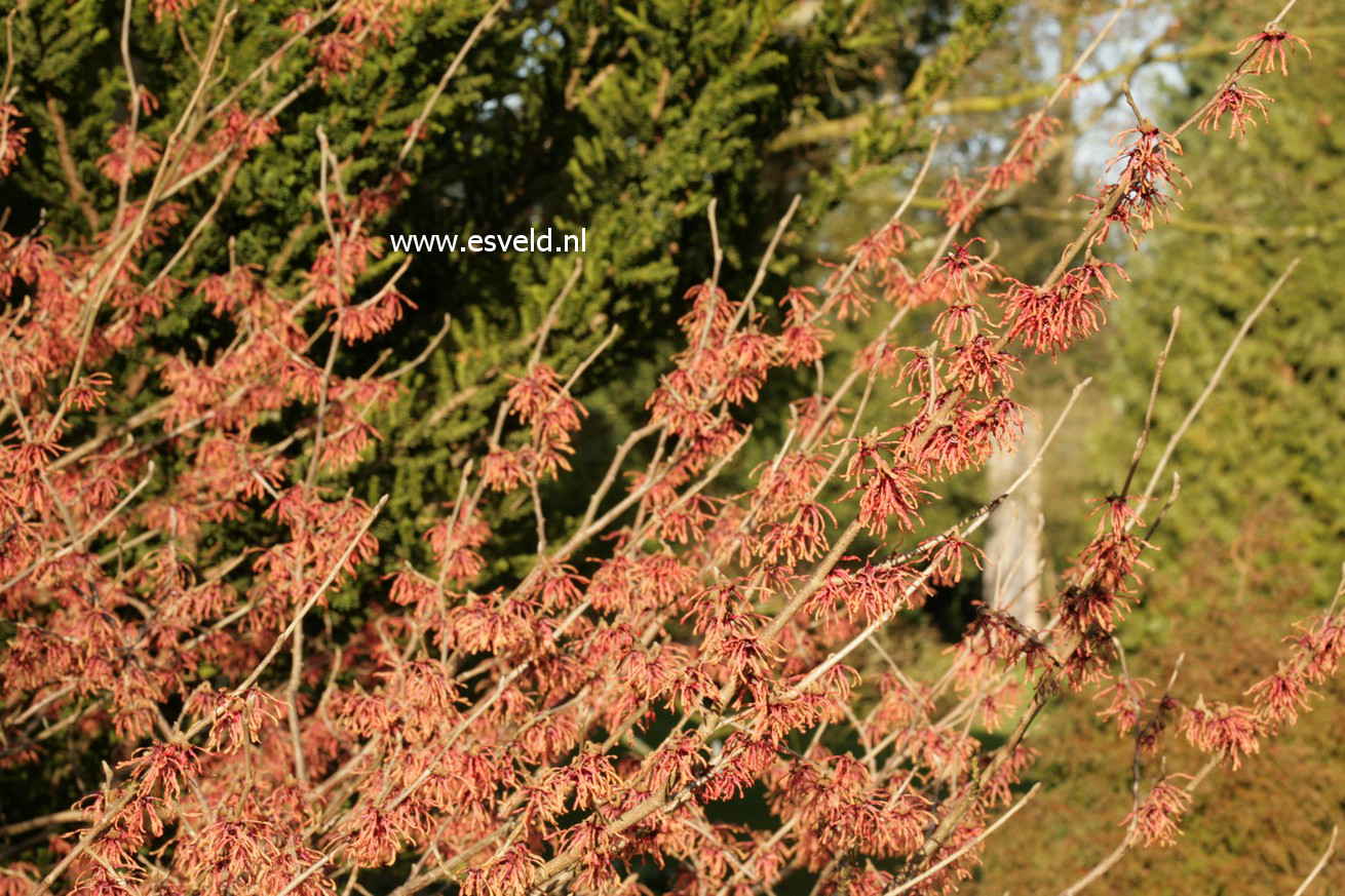 Hamamelis intermedia 'Feuerzauber'