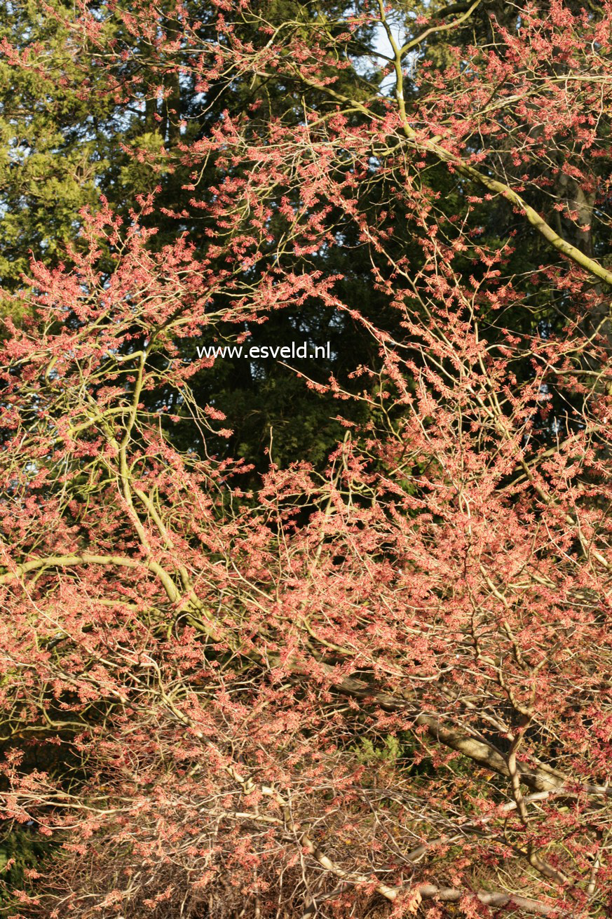 Hamamelis intermedia 'Ruby Glow'