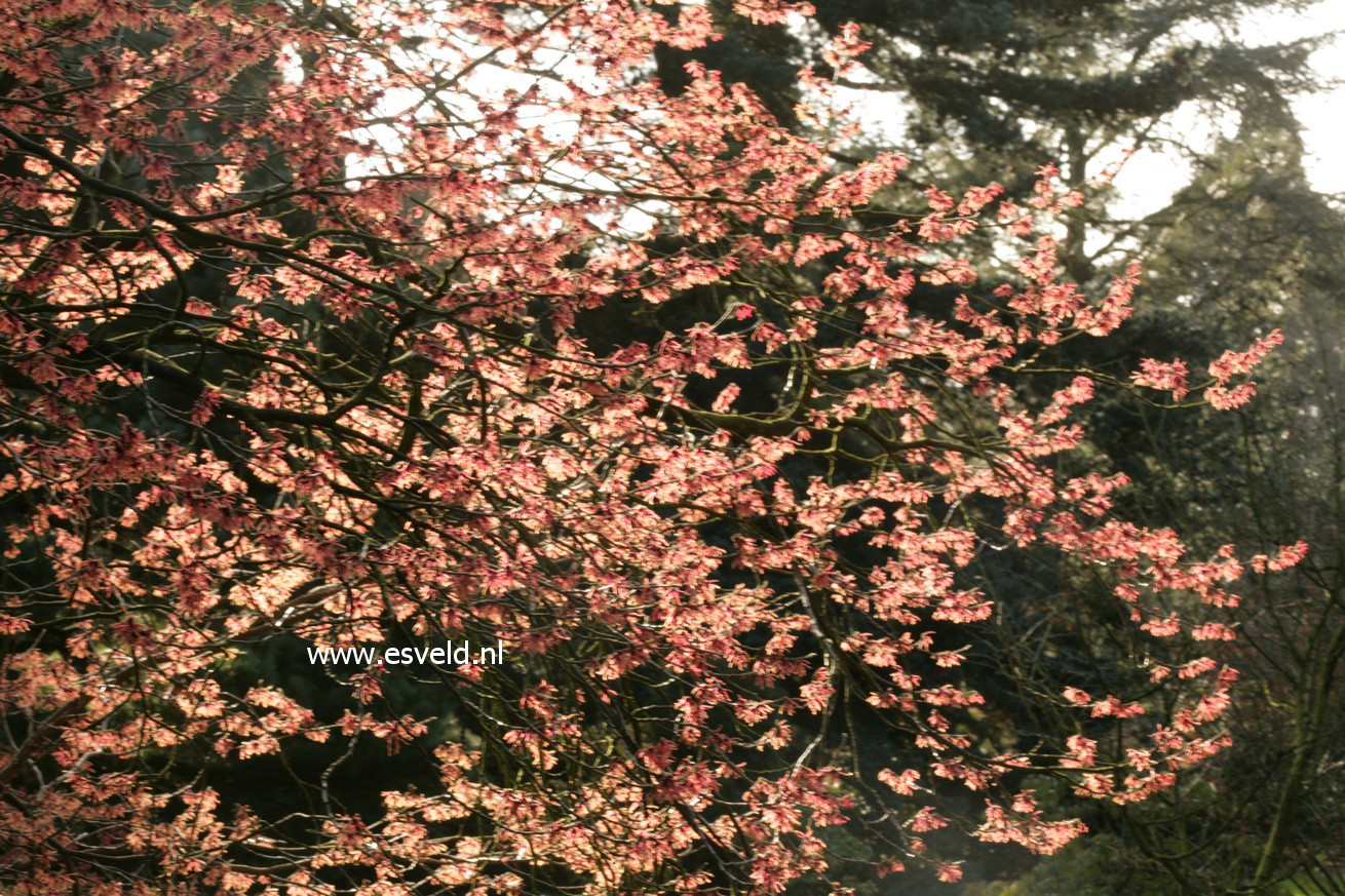 Hamamelis intermedia 'Ruby Glow'