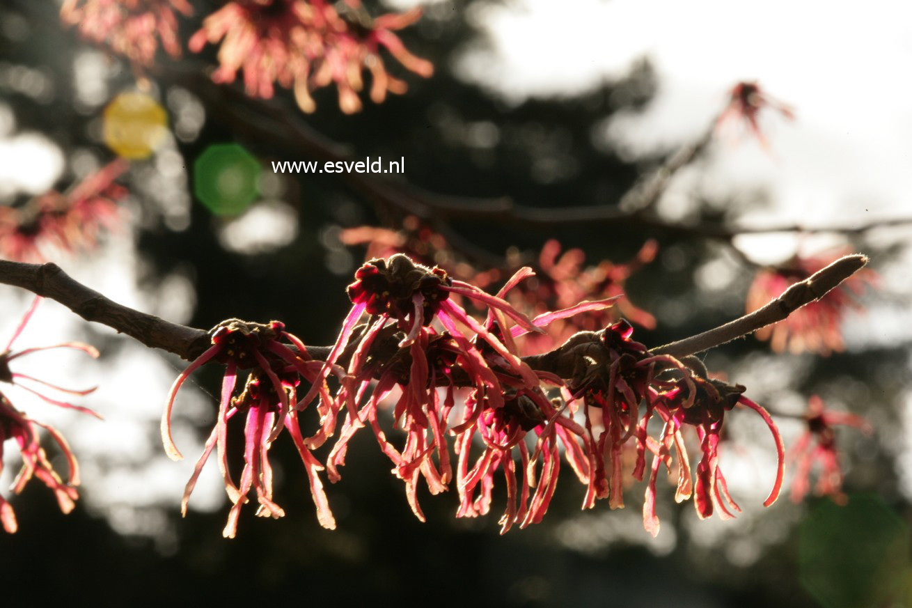 Hamamelis intermedia 'Ruby Glow'