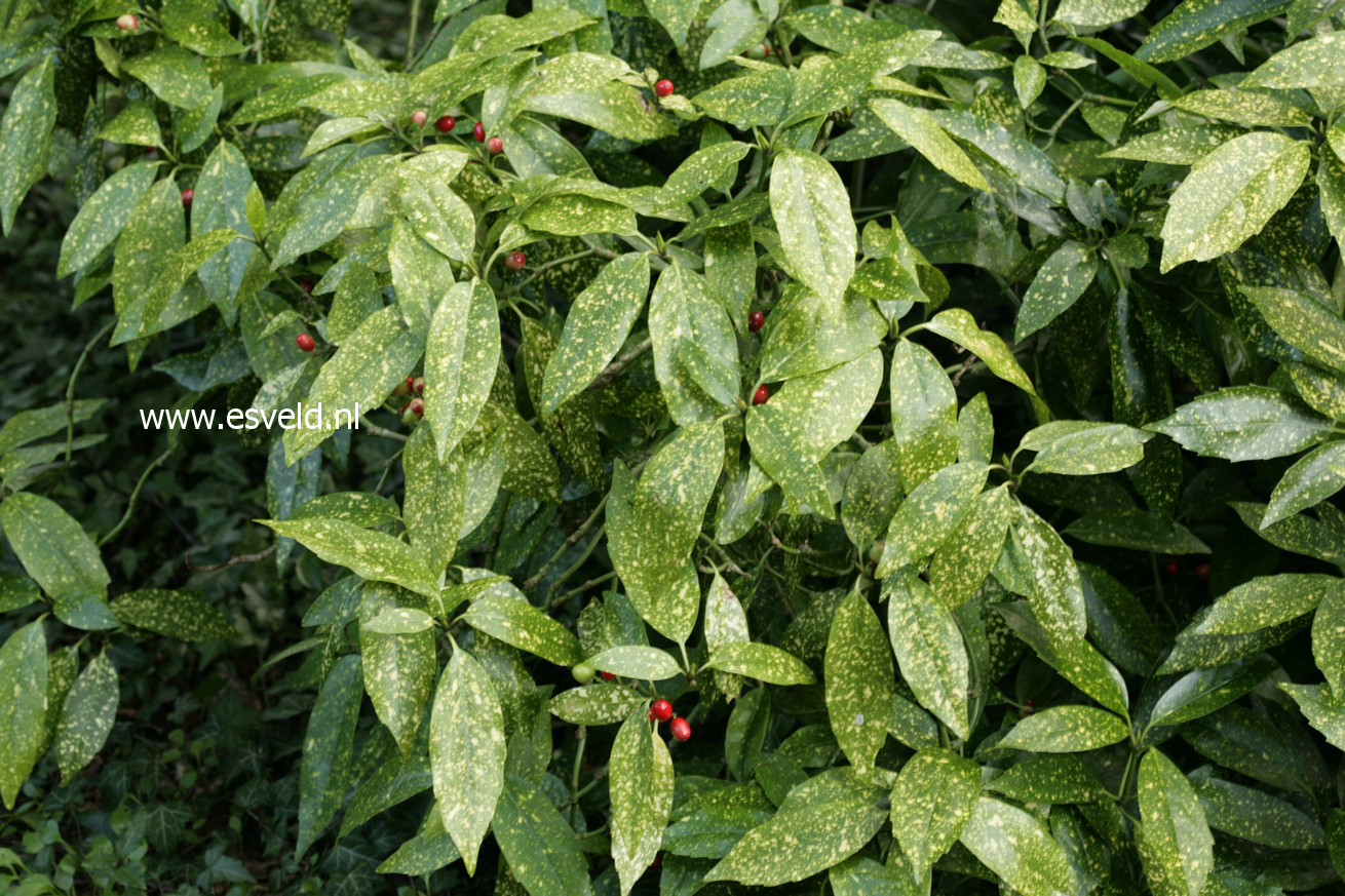 Aucuba japonica 'Crotonifolia'