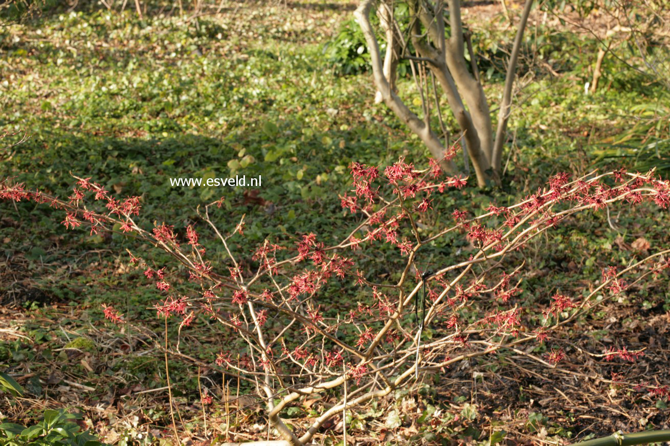 Hamamelis intermedia 'Livia'