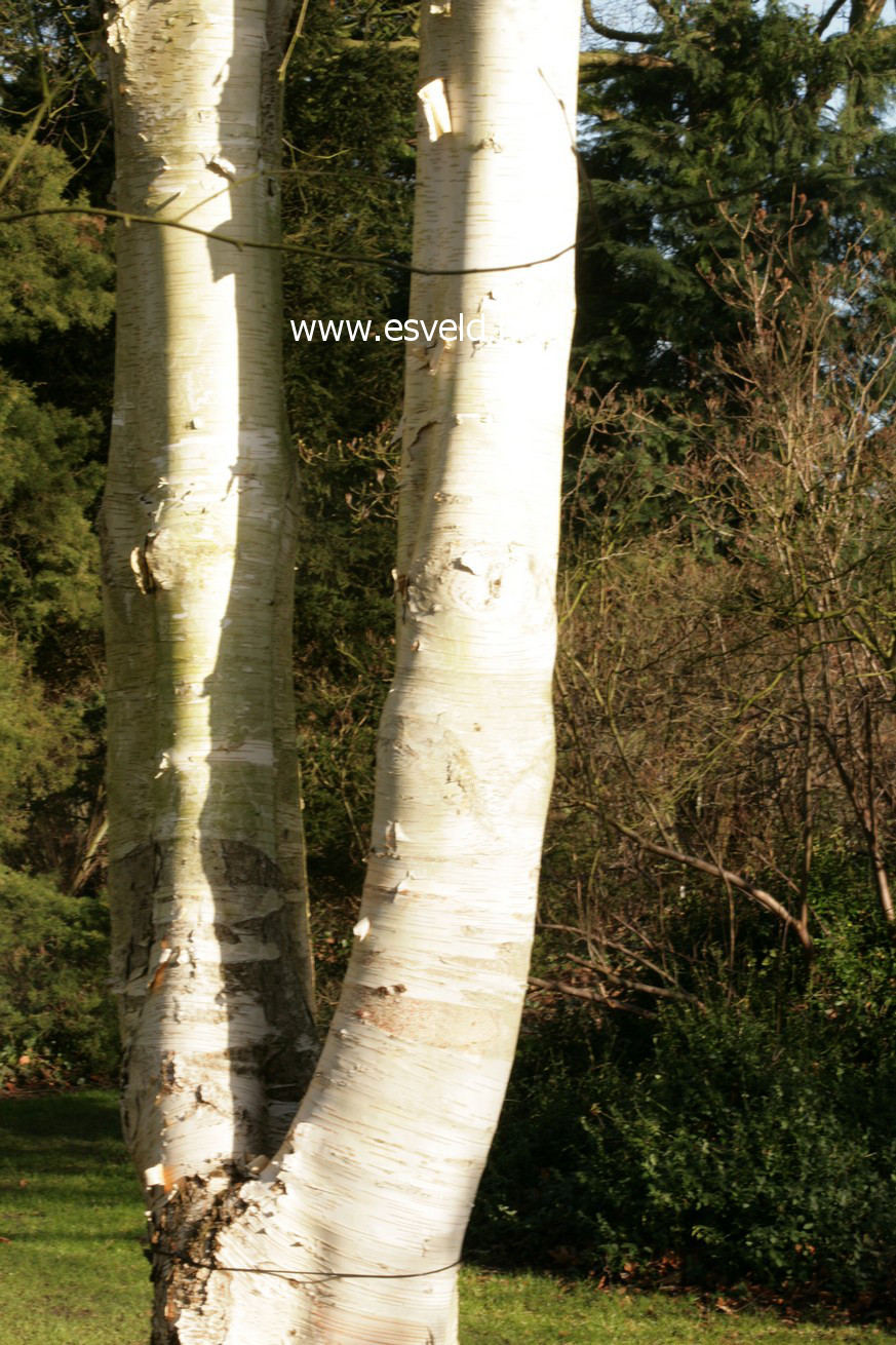 Betula utilis 'Doorenbos'