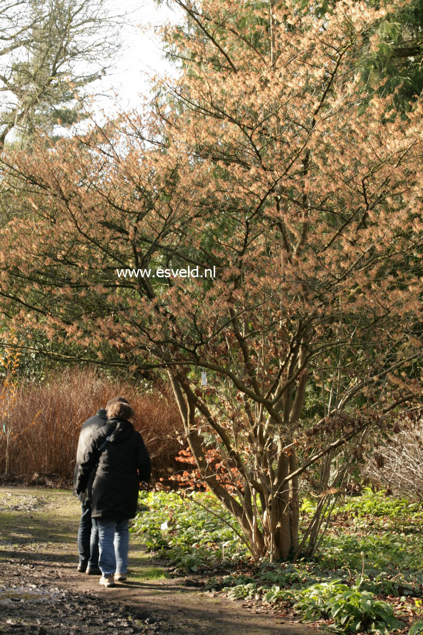 Hamamelis intermedia 'Spanish Spider'