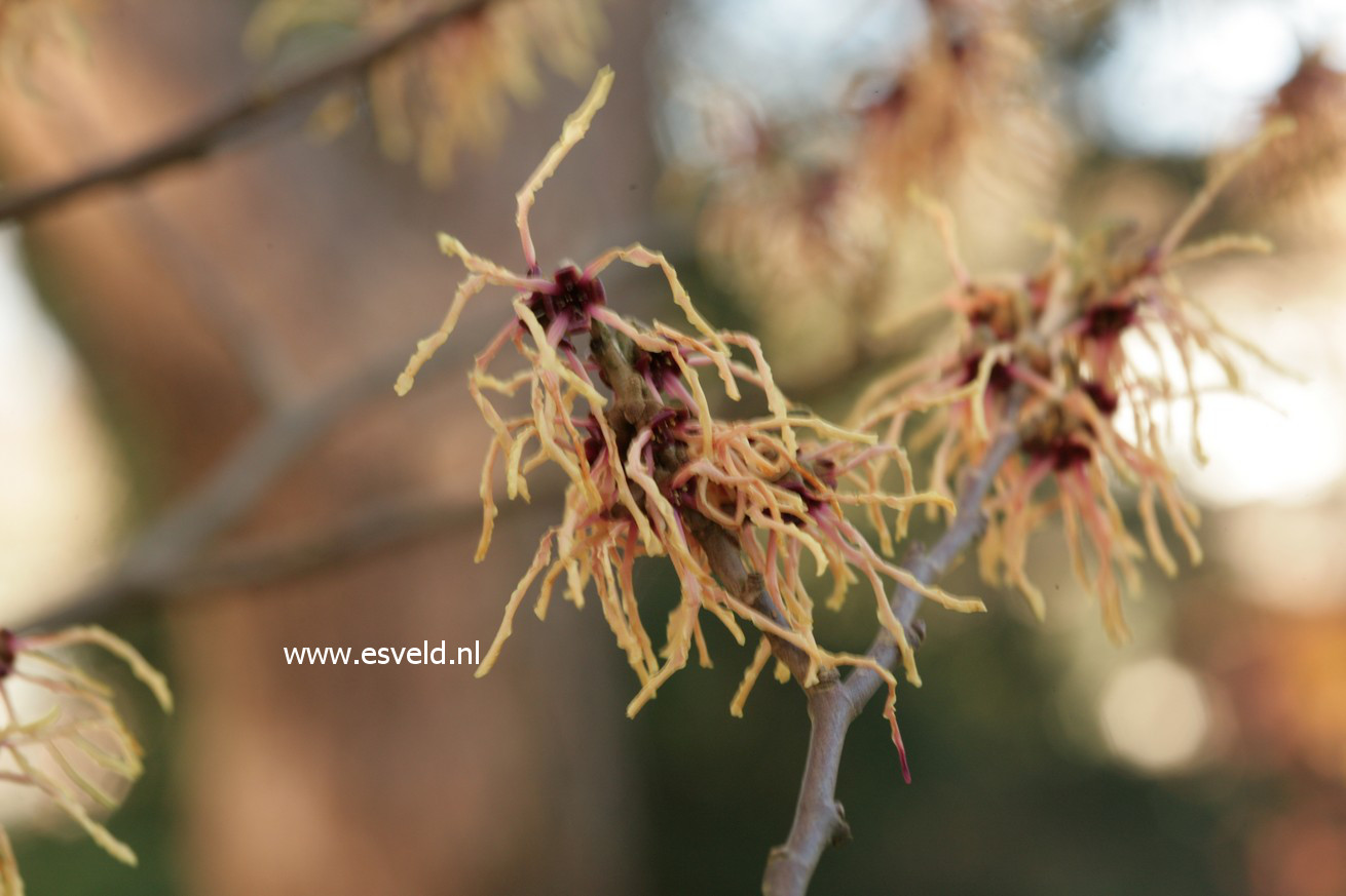 Hamamelis intermedia 'Spanish Spider'