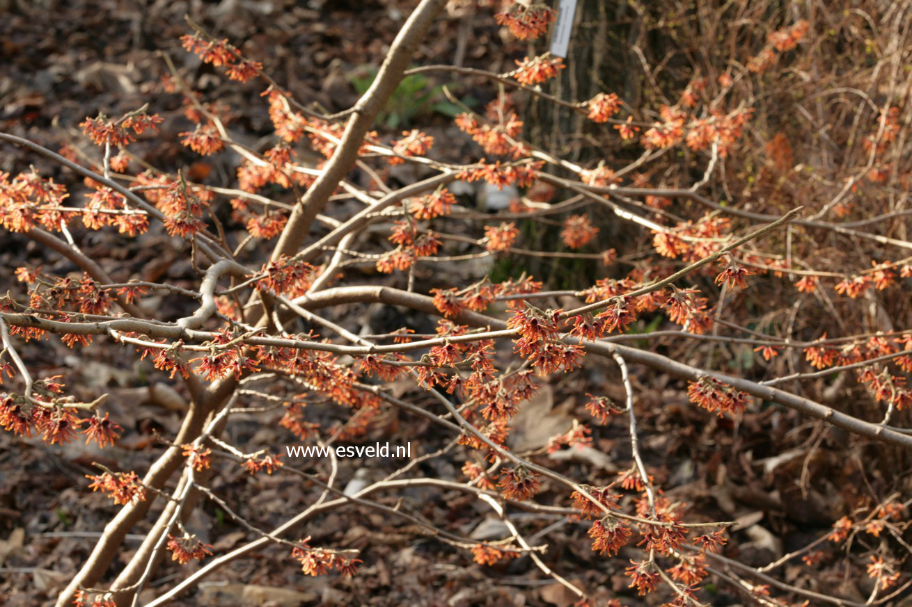 Hamamelis intermedia 'Lansing'