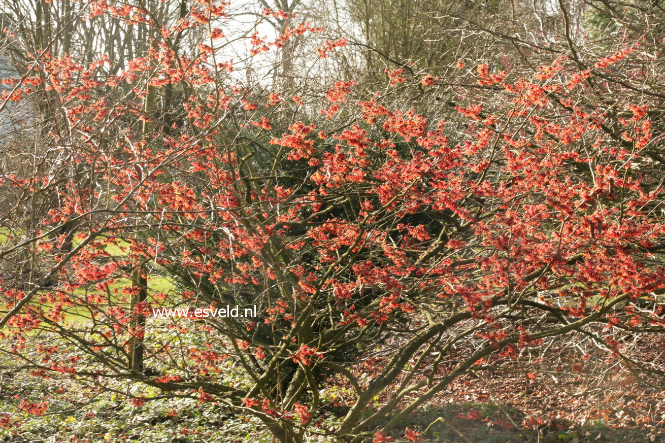 Hamamelis intermedia 'Diane'