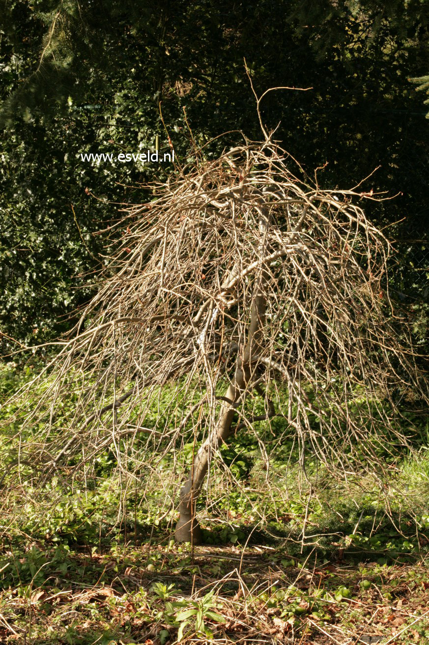 Parrotia persica 'Pendula'