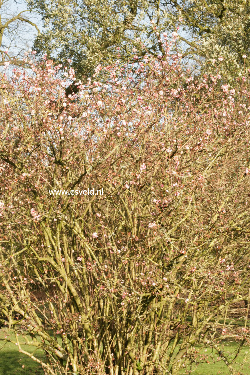 Viburnum bodnantense 'Dawn'