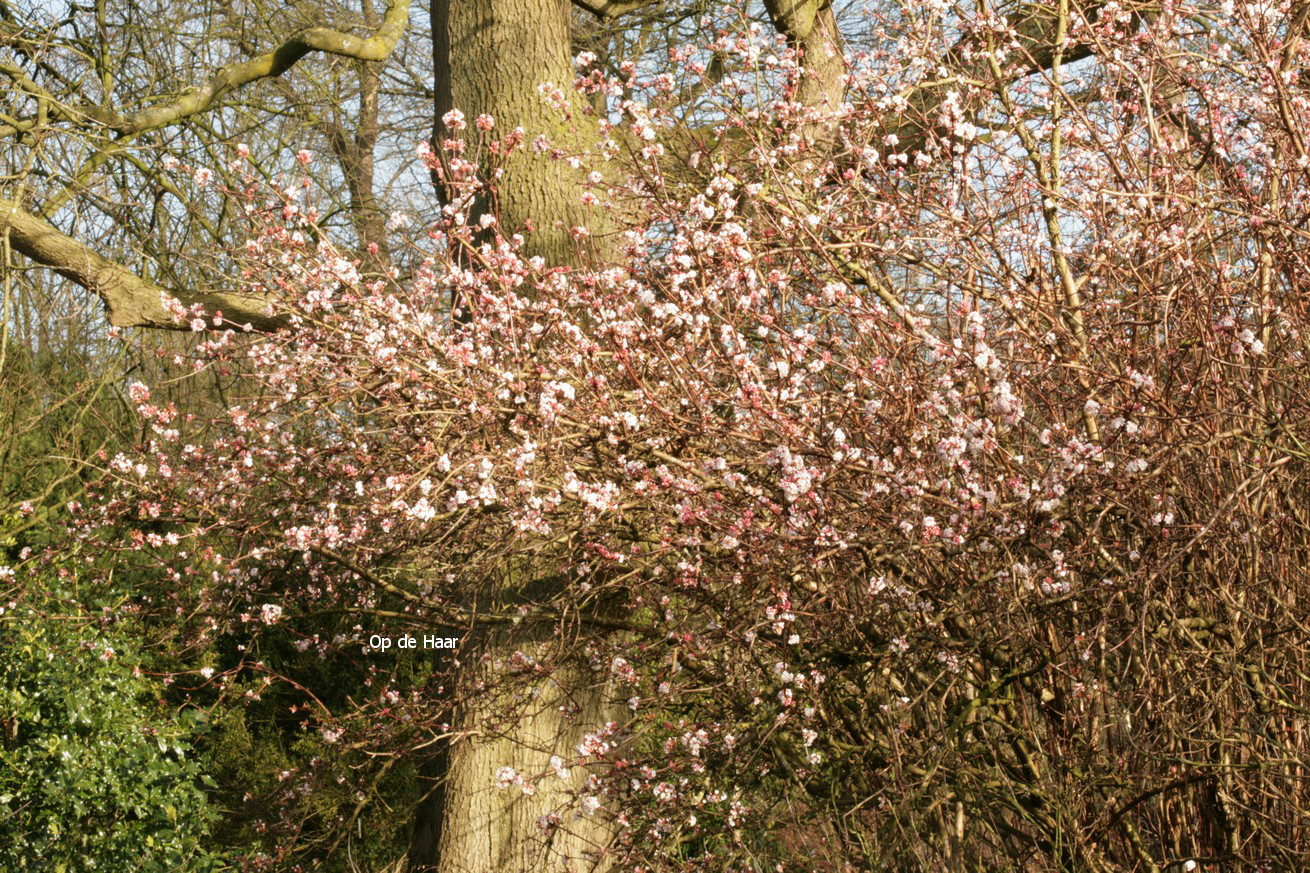 Viburnum bodnantense 'Charles Lamont'