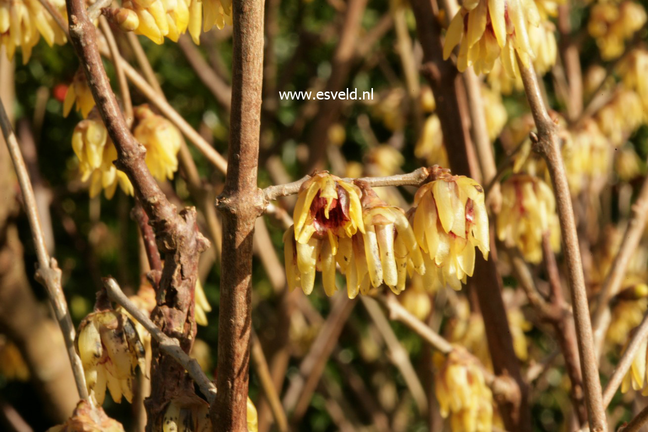 Chimonanthus praecox