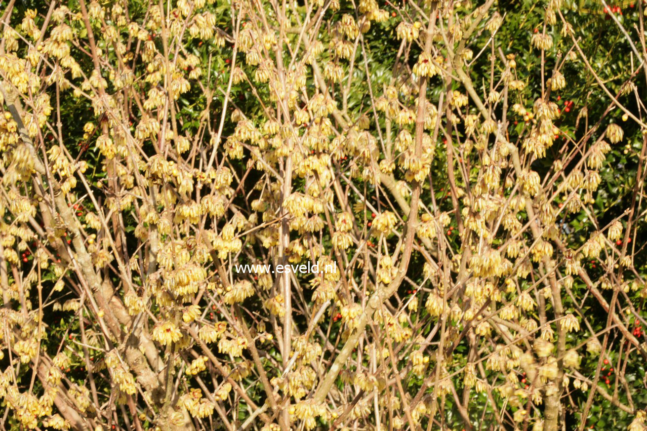 Chimonanthus praecox