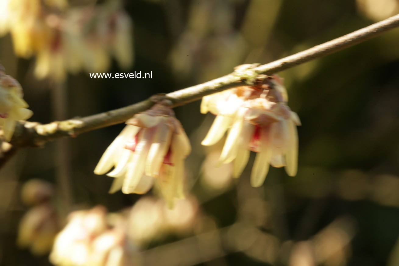 Chimonanthus praecox 'Luteus'