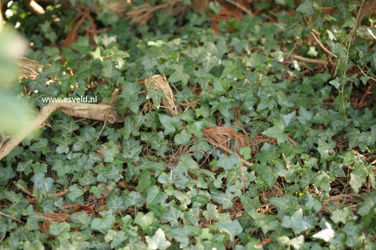 Hedera helix