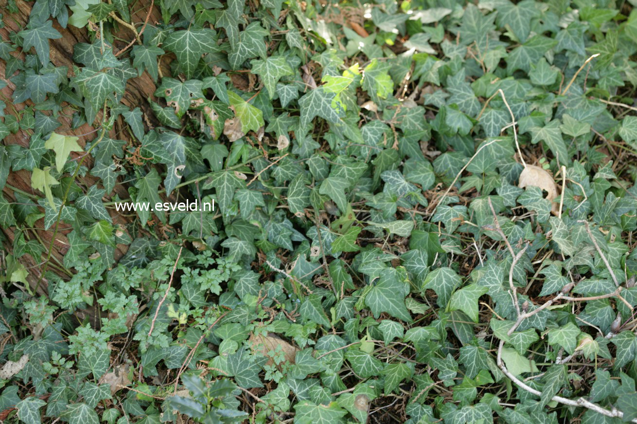 Hedera helix