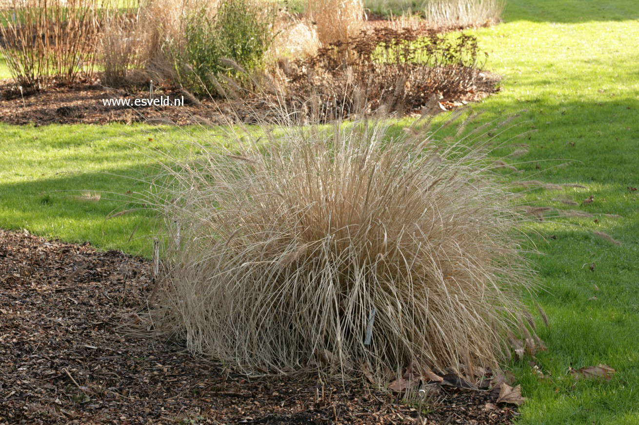 Pennisetum alopecuroides var. viridescens