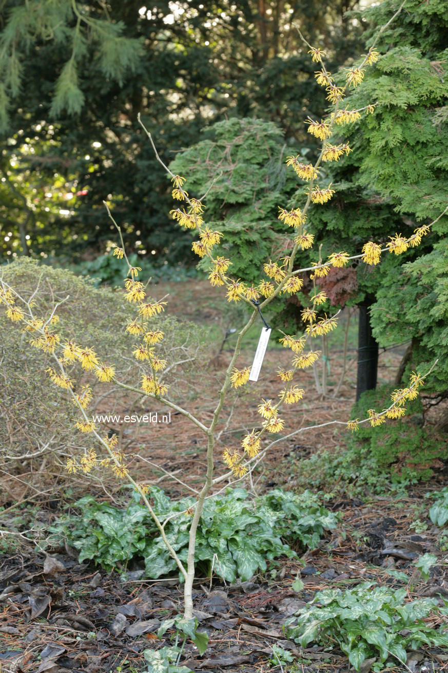 Hamamelis intermedia 'Advent'