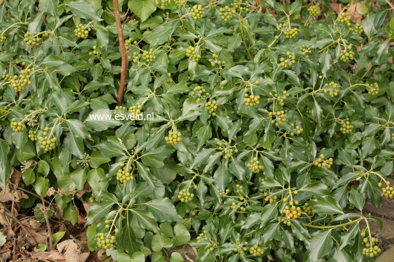 Hedera poetarum