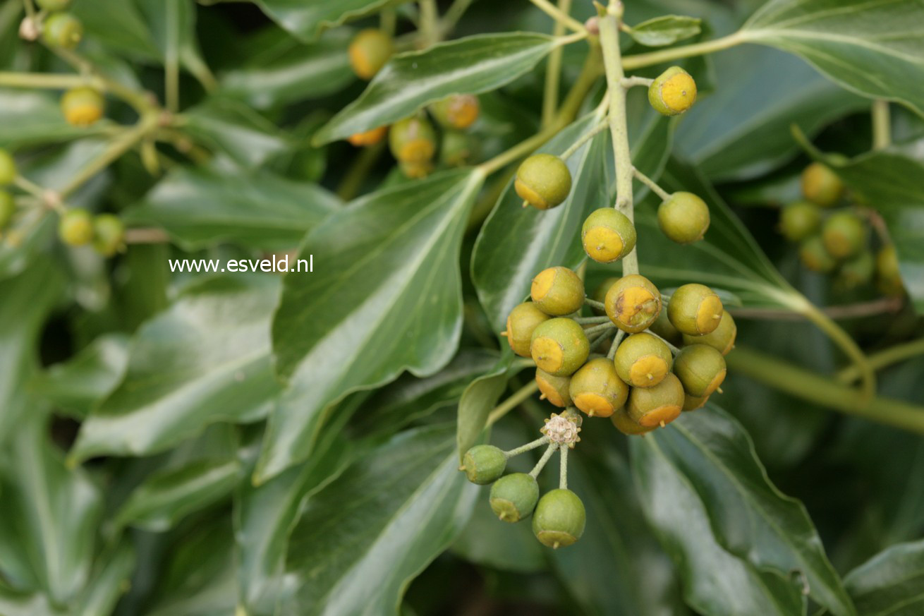 Hedera poetarum