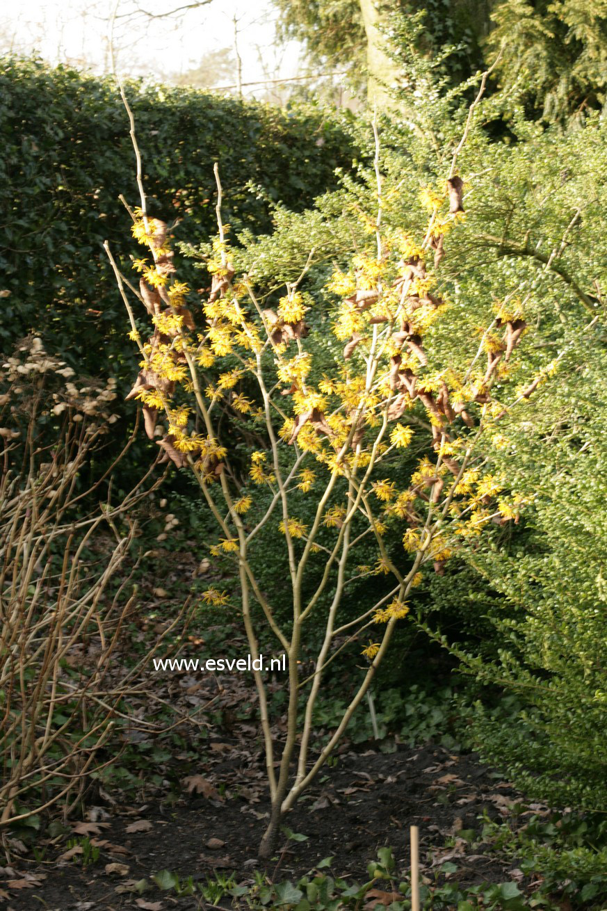 Hamamelis intermedia 'Amanda'