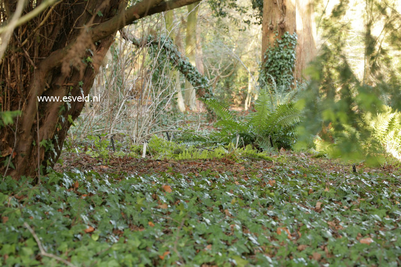 Hedera helix