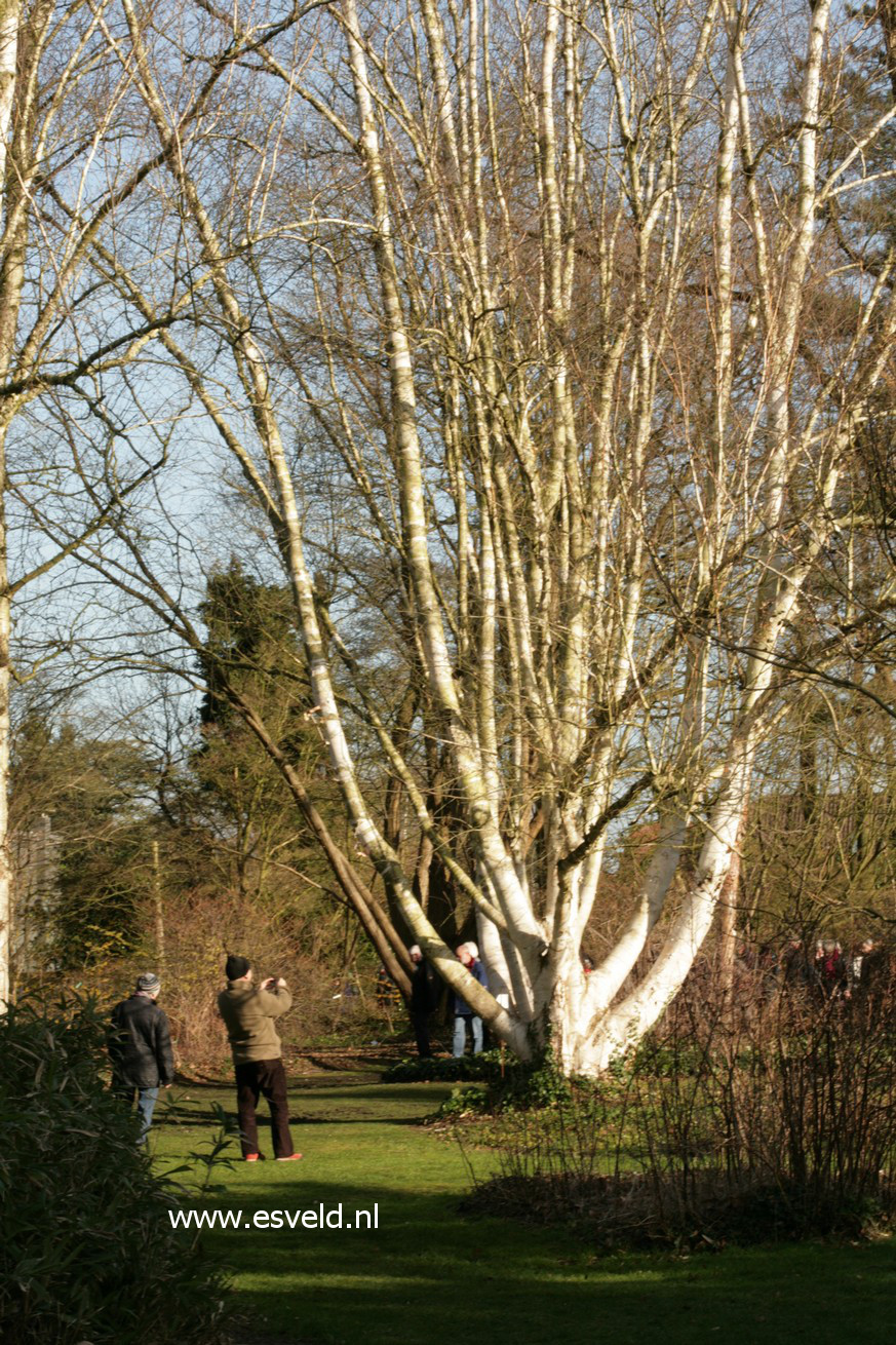 Betula utilis 'Doorenbos'