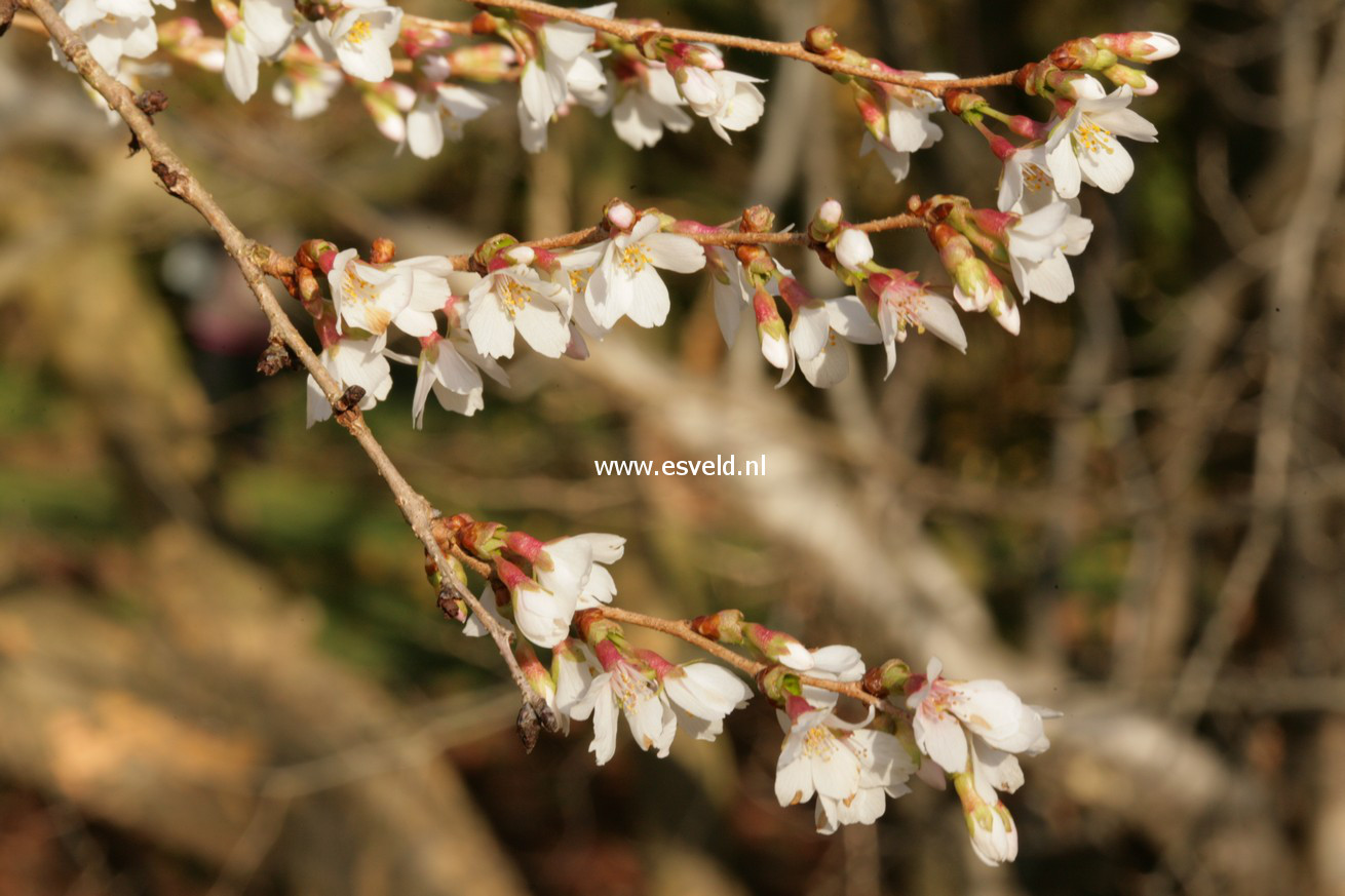 Prunus subhirtella 'Autumnalis'