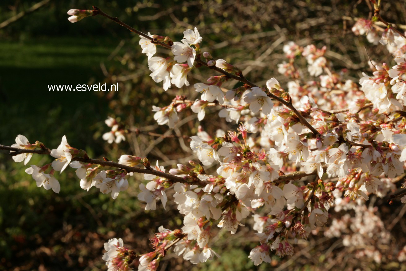 Prunus subhirtella 'Autumnalis'