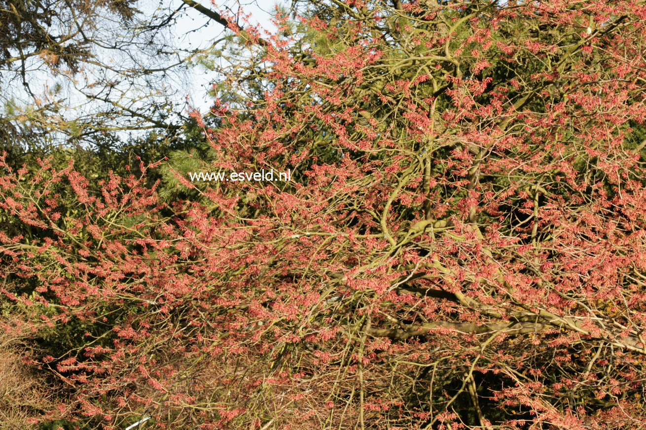 Hamamelis intermedia 'Ruby Glow'