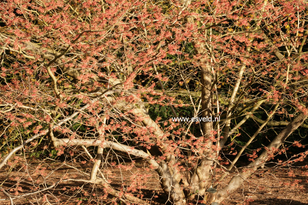 Hamamelis intermedia 'Ruby Glow'