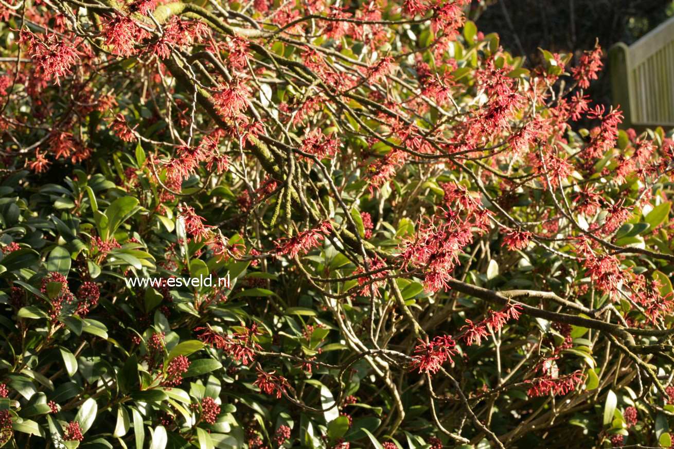 Hamamelis intermedia 'Ruby Glow'