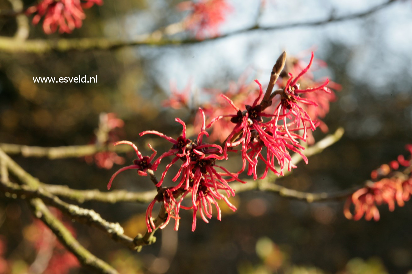 Hamamelis intermedia 'Ruby Glow'