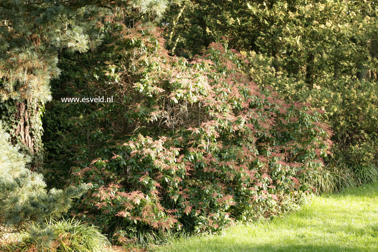 Pieris japonica 'Rosalinda'