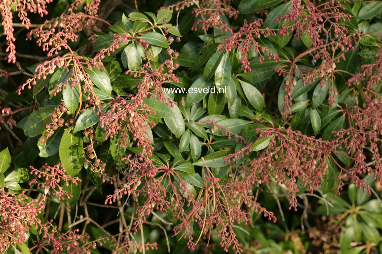 Pieris japonica 'Rosalinda'