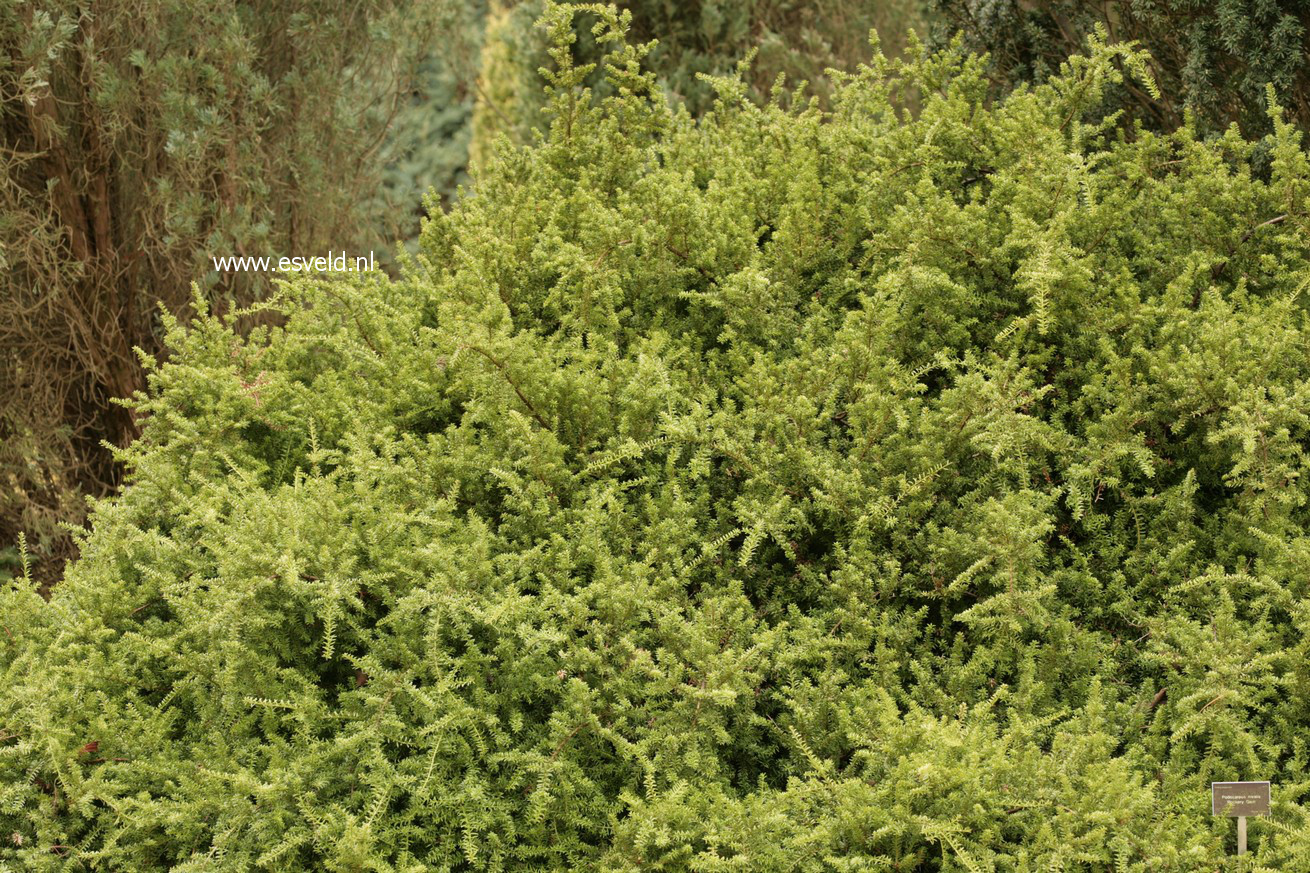 Podocarpus nivalis 'Rockery Gem'