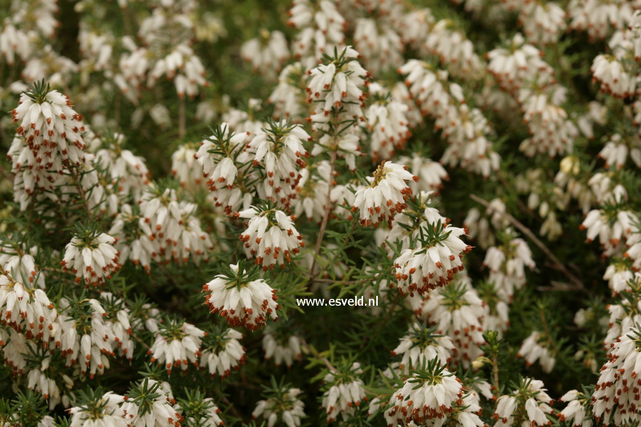 Erica carnea 'Isabell'