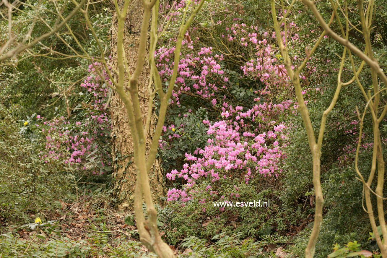 Rhododendron 'P.J. Mezitt'