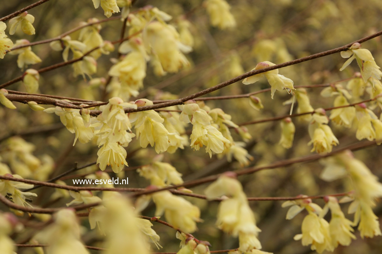 Corylopsis pauciflora