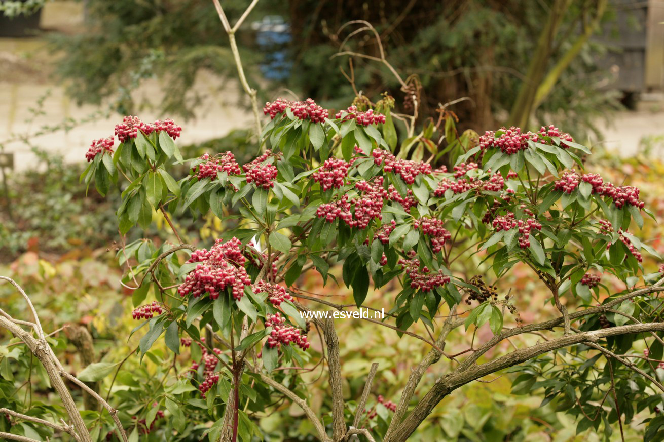 Pieris japonica 'Valley Valentine'