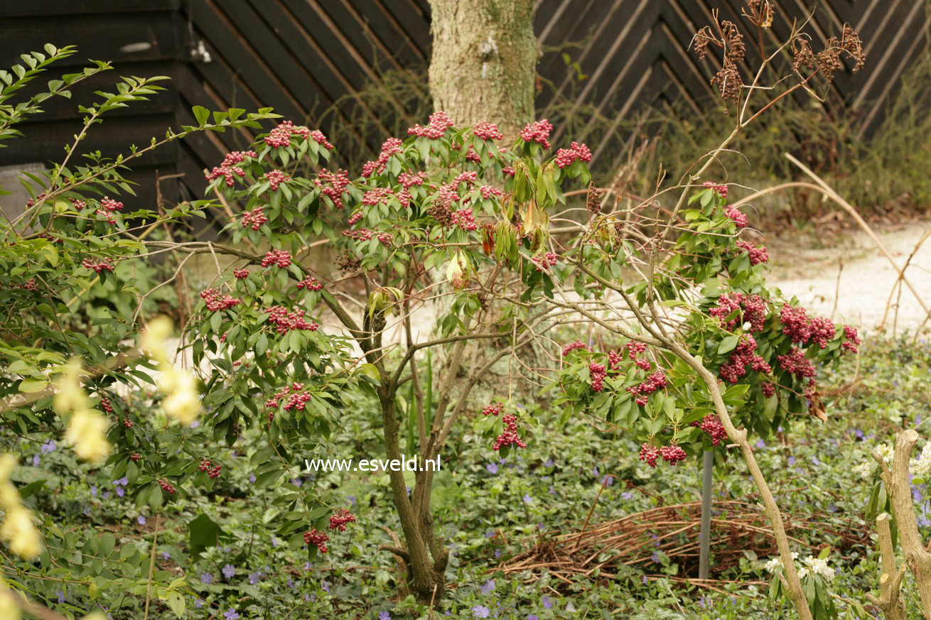 Pieris japonica 'Valley Valentine'