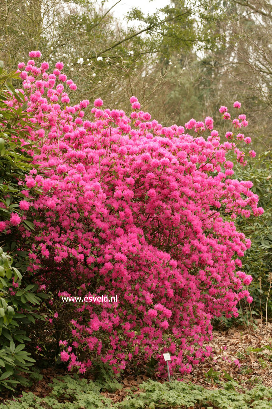 Rhododendron 'Ostara'