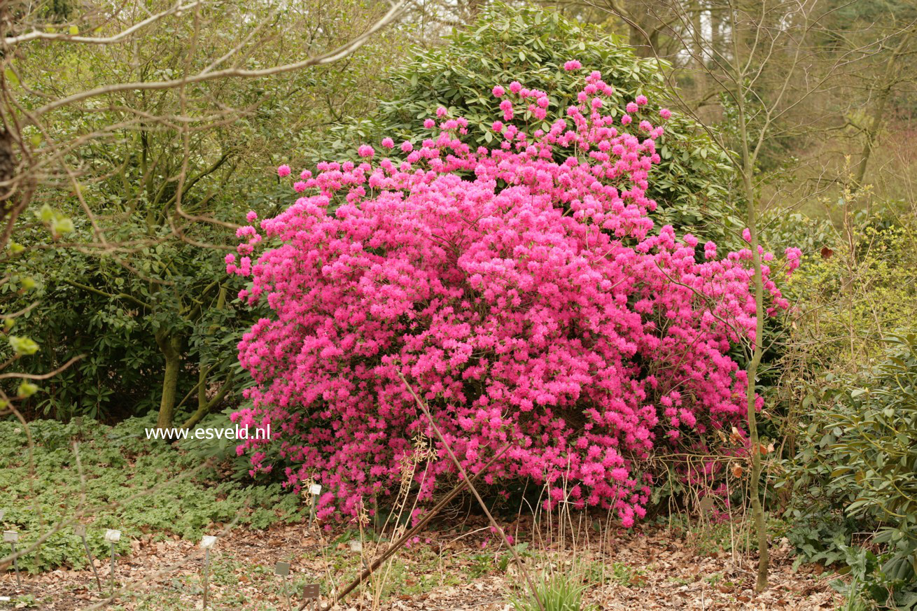 Rhododendron 'Ostara'