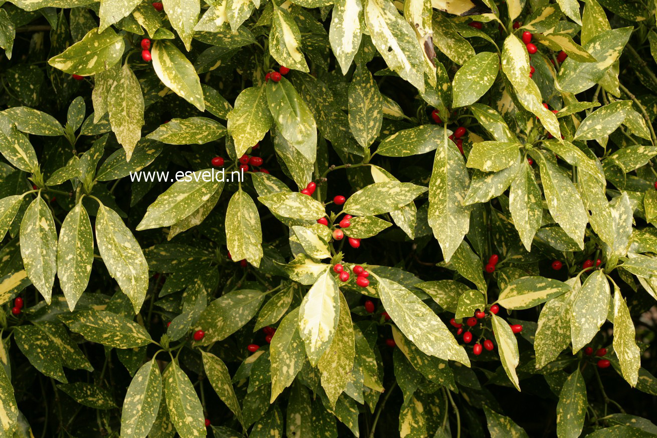 Aucuba japonica 'Picturata'