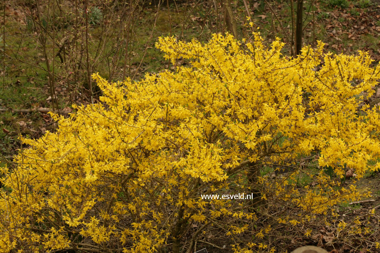 Forsythia 'Courtasol' (MAREE D'OR)