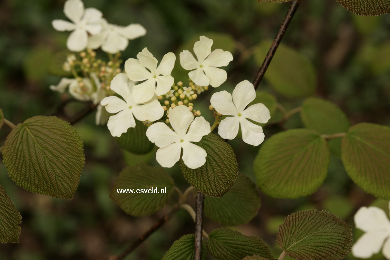 Viburnum furcatum