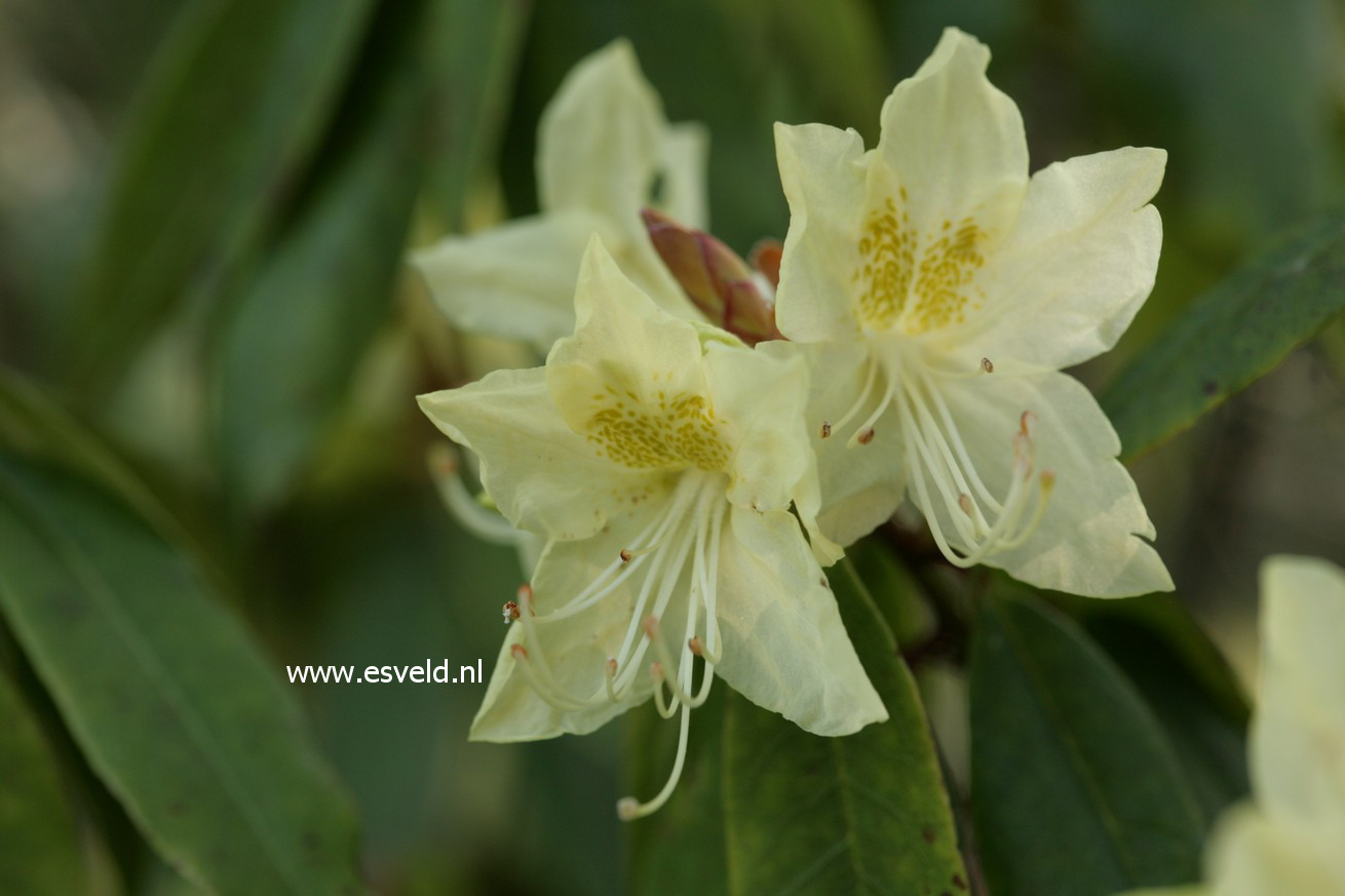 Rhododendron lutescens