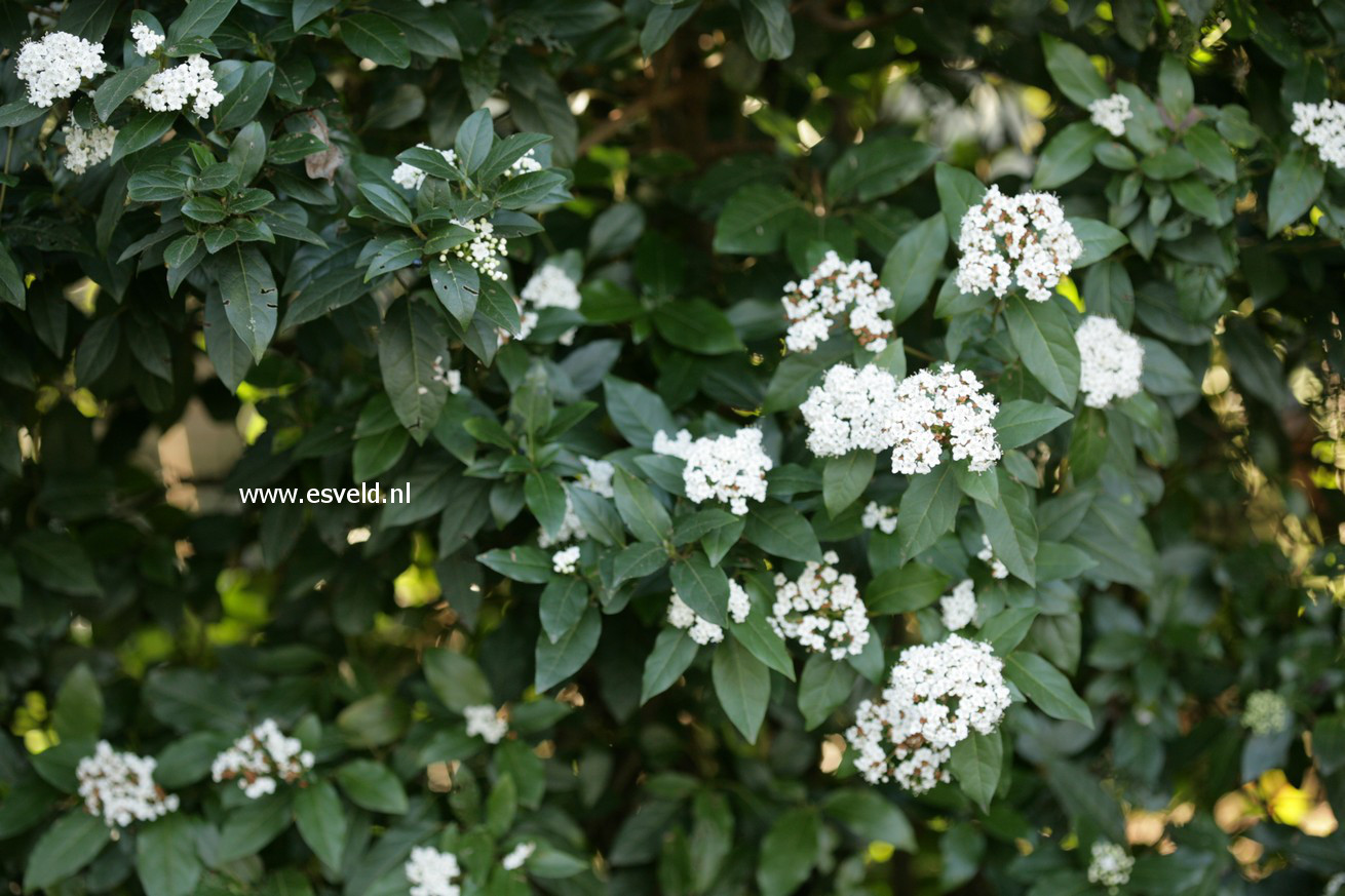 Viburnum tinus