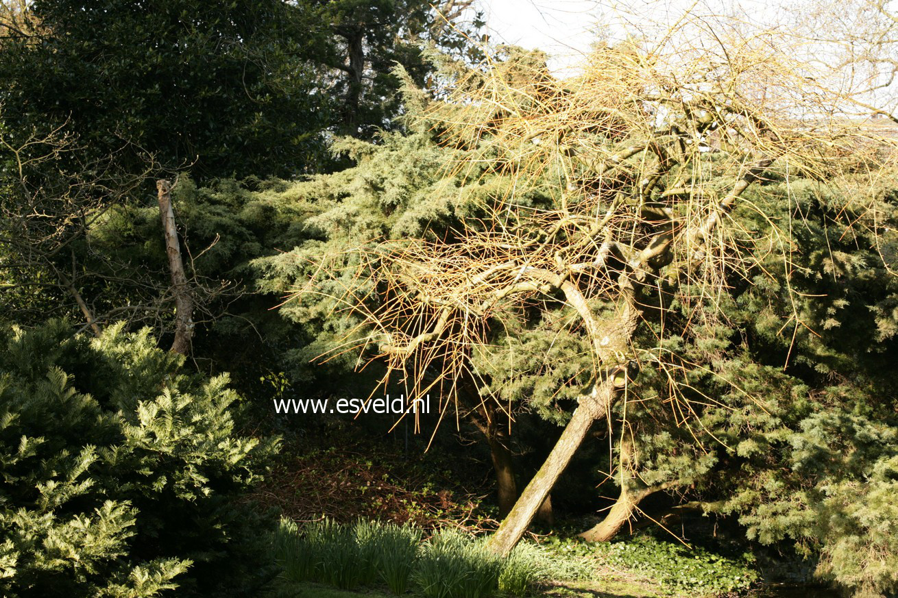 Fraxinus excelsior 'Aurea Pendula'